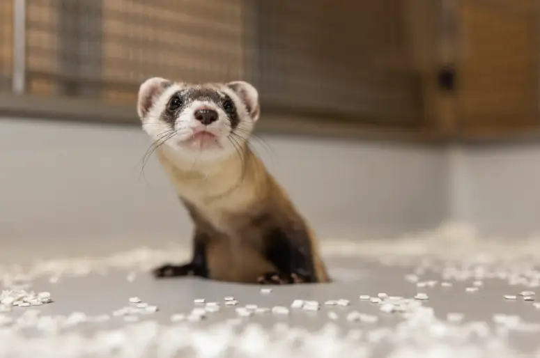 Científicos han clonado dos hurones de Patas Negras a partir de tejidos congelados 2 han clonado dos hurones de Patas Negras