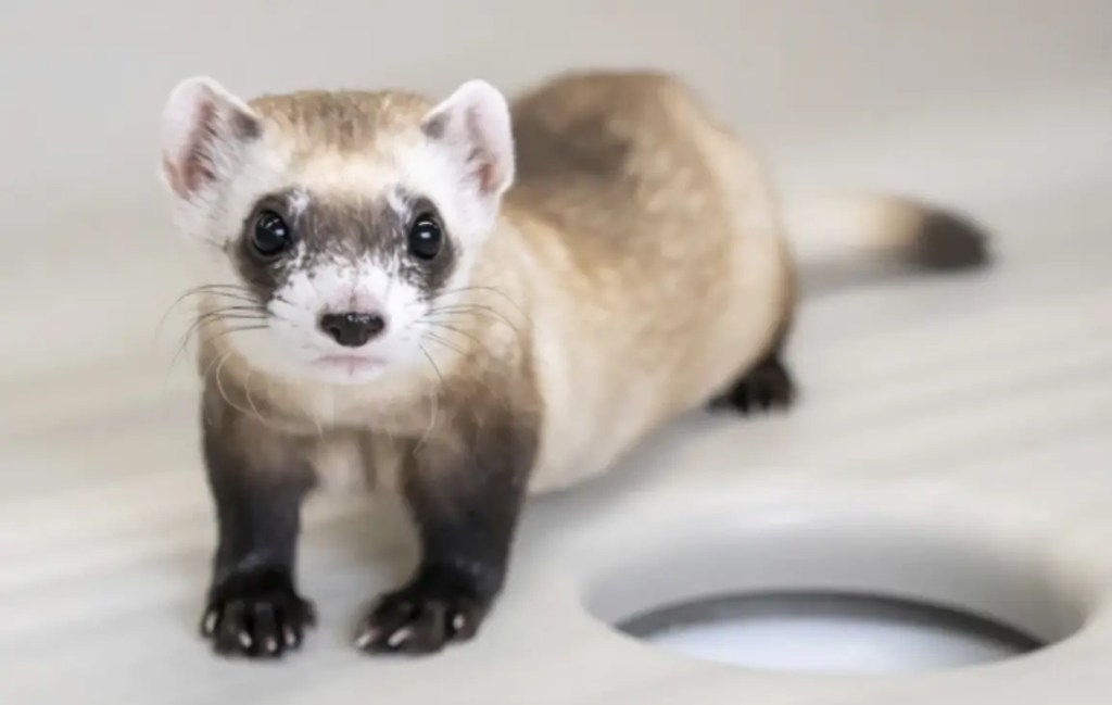 Científicos han clonado dos hurones de Patas Negras a partir de tejidos congelados 3 hurón de patas negras clonado