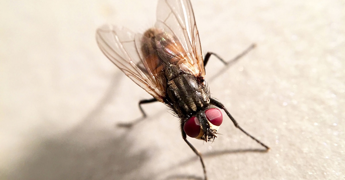mosca comun parecida a moscas de ataud