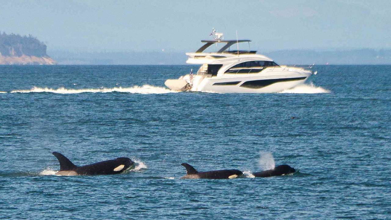 Orcas vuelven a atacar y hunden otro barco en el Mediterráneo 1 Orcas vuelven a atacar y hunden otro barco en el Mediterráneo