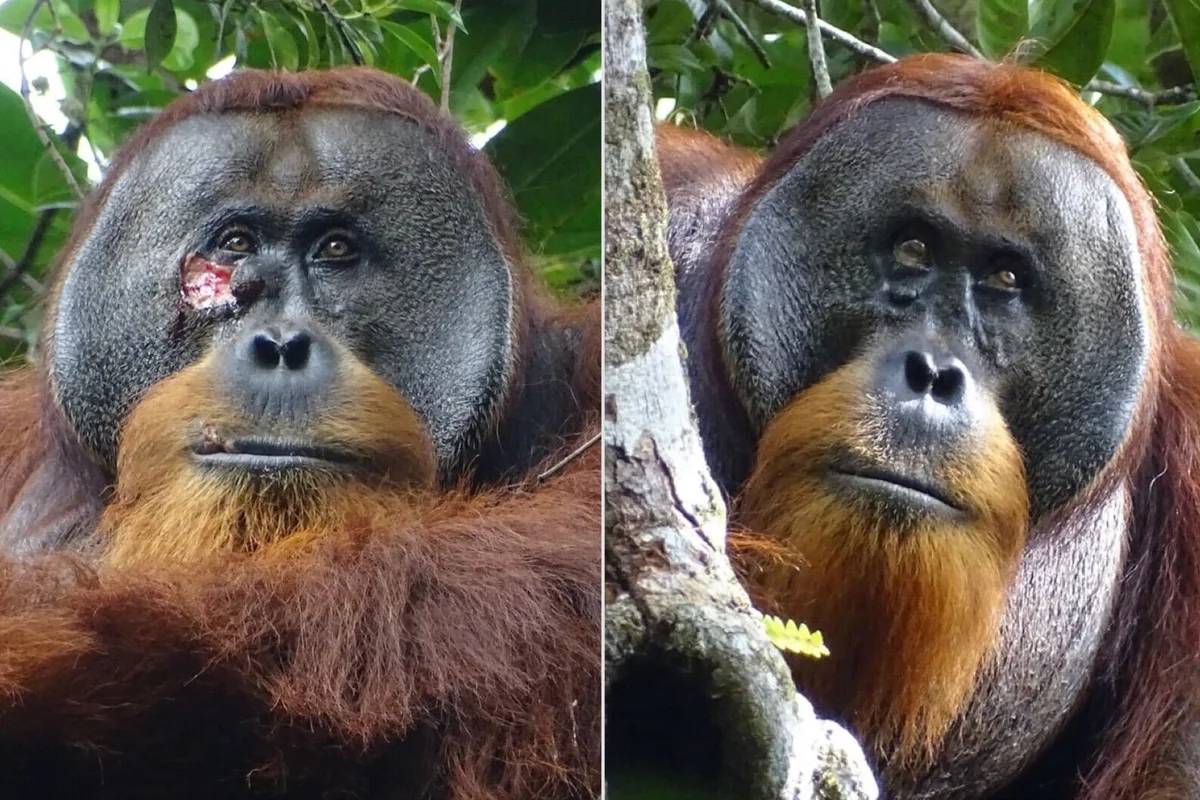 Por primera vez se observó a un orangután tratándose una herida con medicina