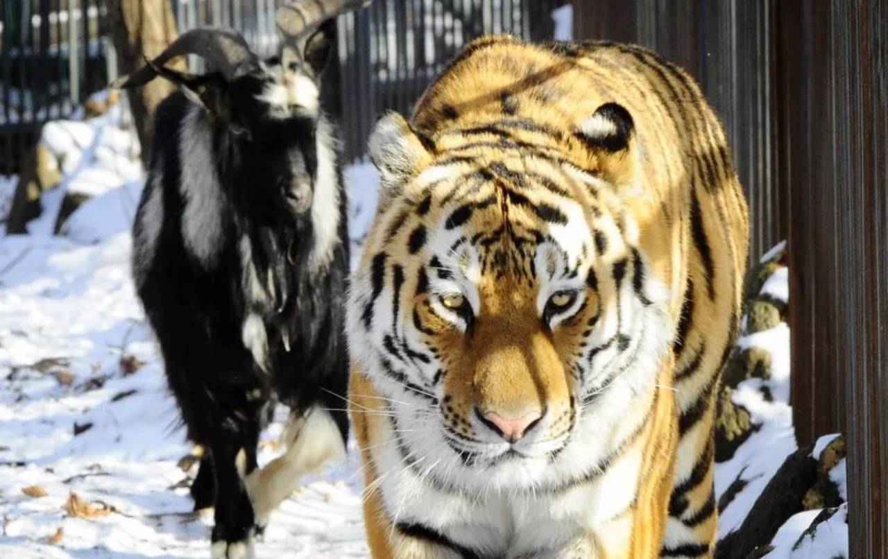 Un tigre siberiano se hace amigo de una cabra que le dieron de comer 1 Un tigre siberiano se hace amigo de una cabra que le dieron de comer