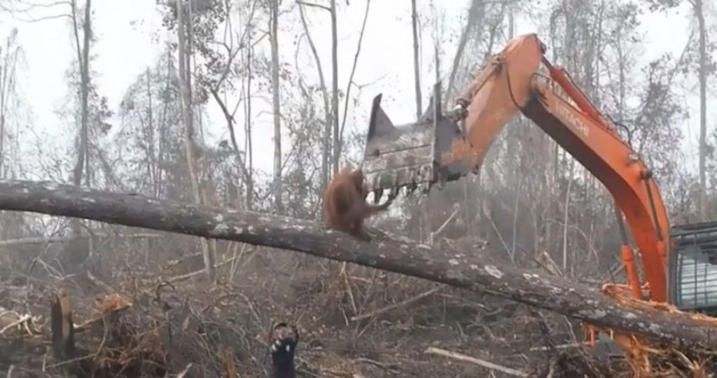 VIDEO: Orangután trata de detener excavadora que destruye su hábitat 2 Orangután trata de detener a excavadora que destruye su hábitat