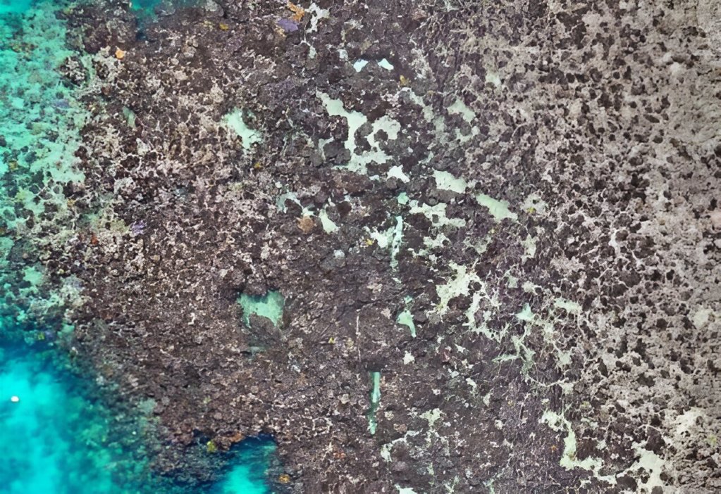 Casi un tercio de la Gran Barrera de Coral muere después de un gran evento que sucedió este año