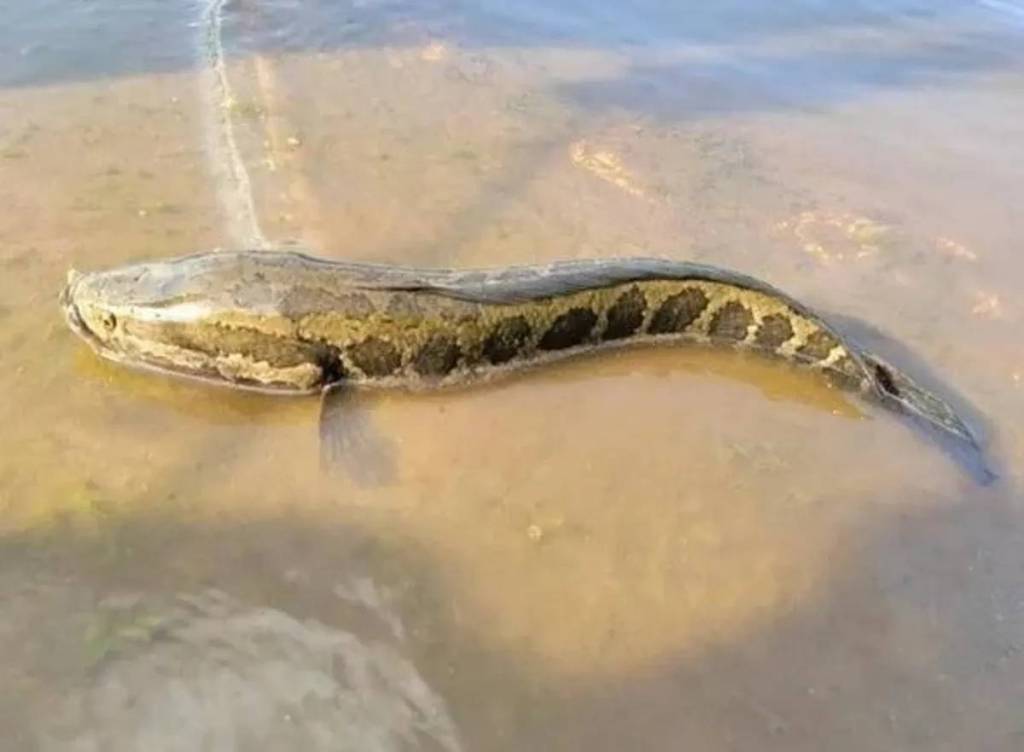 Extraño pez con cabeza de serpiente que respira aire y se desliza en la tierra es capturado por un pescador