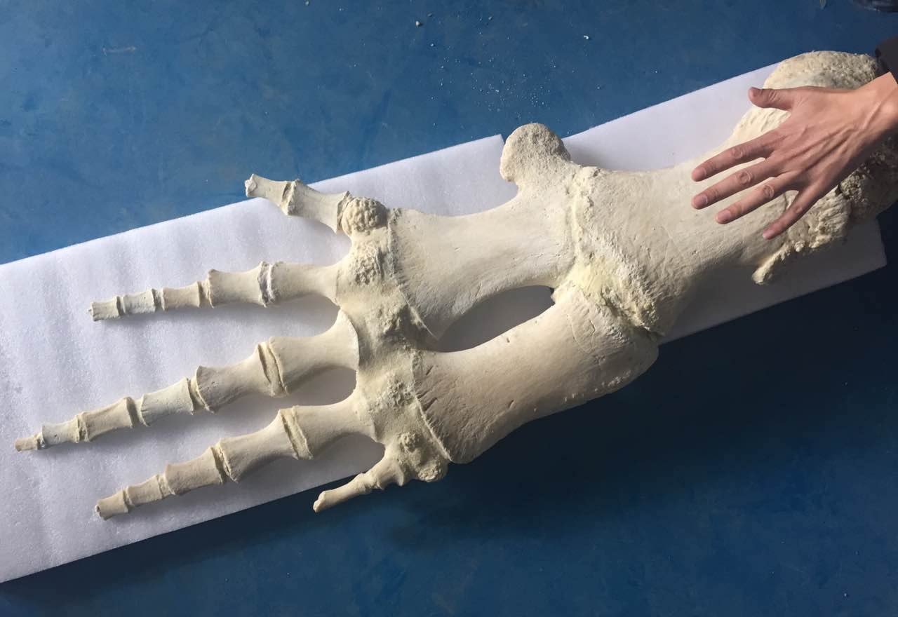 mano humana,patas delanteras,patas traseras,garras - mano humana