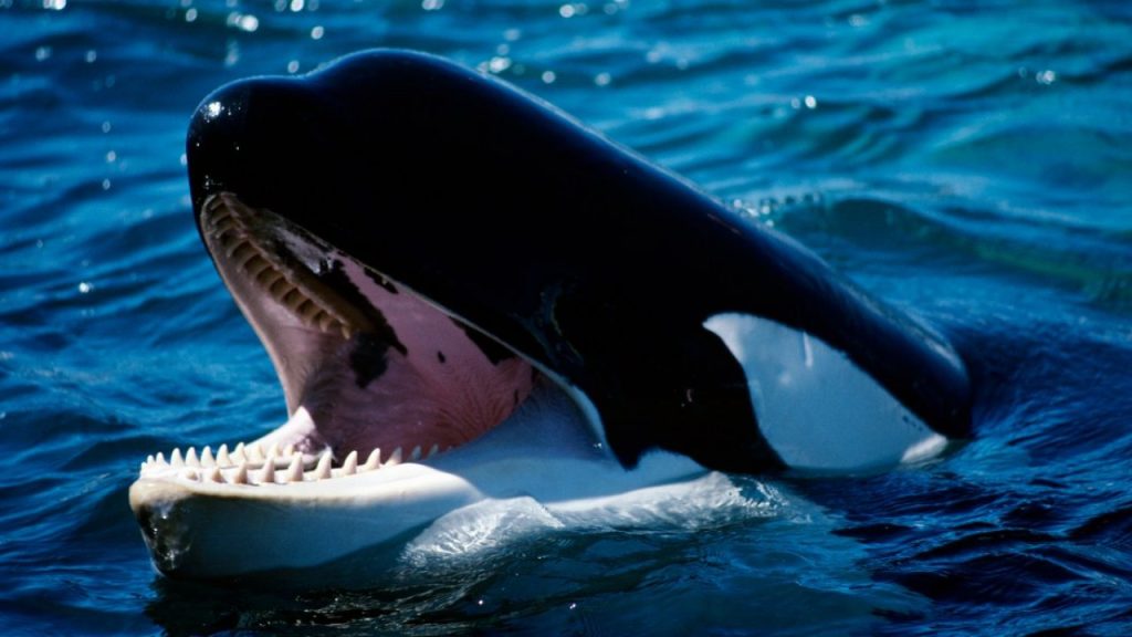 Orcas devorando tiburones en el Golfo de California: una conducta reincidente 3 Orcas devorando tiburones en el Golfo de California: una conducta reincidente