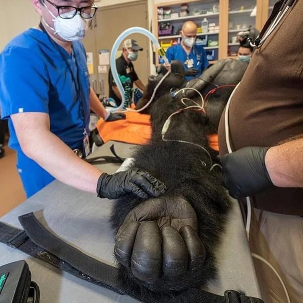 mano humana,patas delanteras,patas traseras,garras - mano humana