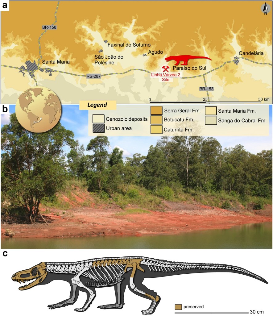 Descubrimiento de un Antiguo Reptil similar a un Cocodrilo en Brasil: Parvosuchus Aurelioi 2 Antiguo Reptil Similar a un Cocodrilo
