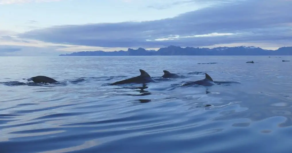 Grindadráp,Caza de Ballenas Piloto,Islas Feroe - Grindadráp