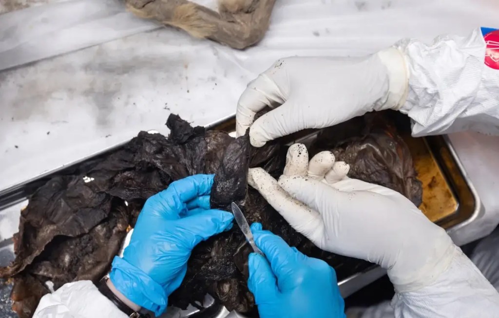 Encuntran lobo prehistórico de 44,000 años en el Permafrost