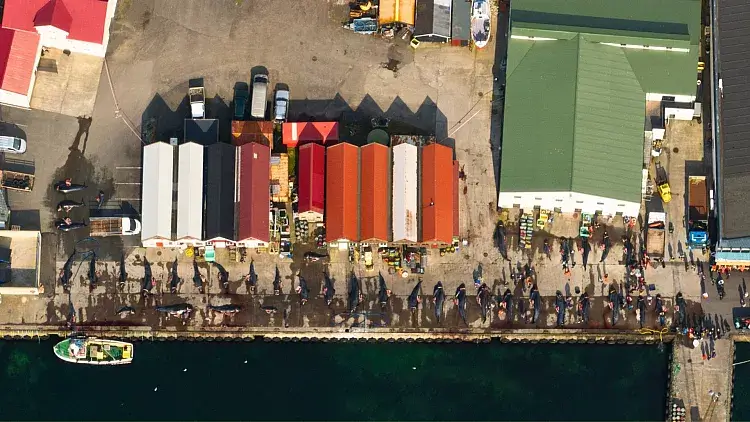 Grindadráp - caza de ballenas piloto