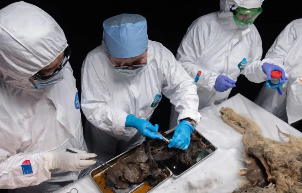 Lobo Prehispanico del Permafrost