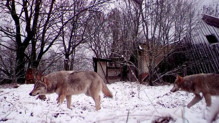 Los lobos de Chernobyl desarrollaron habilidades anticancerígenas