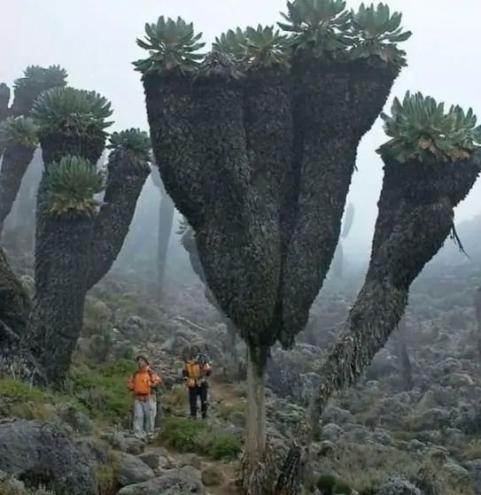 Plantas Gigantes de Senecio en la cima del Monte Kilimanjaro