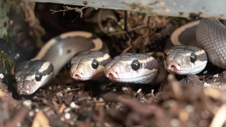 el caso de la boa ronaldo