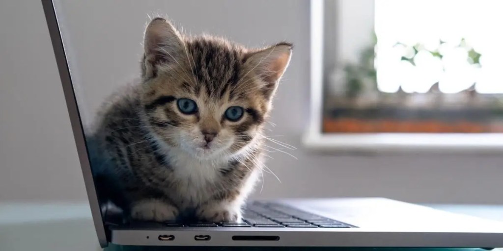 ¿Por qué mi gato se acuesta en mi laptop? La curiosa razón detrás de este comportamiento 3 gatos en las laptops
