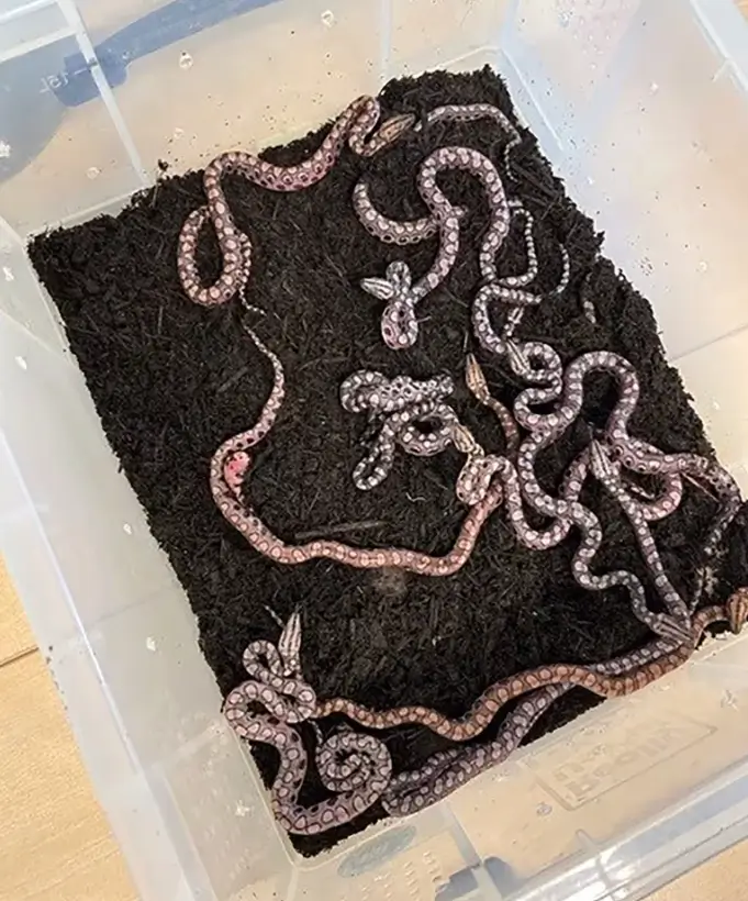 la Boa Arcoíris Brasileña macho que Sorprendió al Mundo cuando dio a Luz