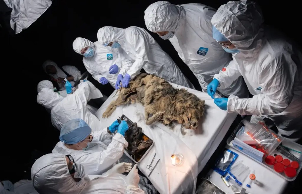 lobo prehistórico de 44,000 años