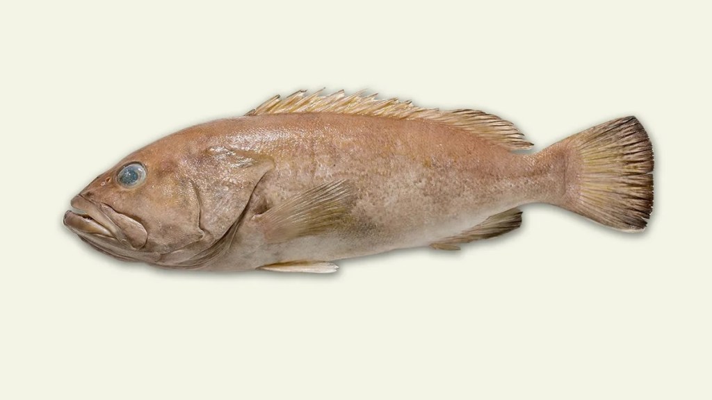 pez desconocido nuevo mero