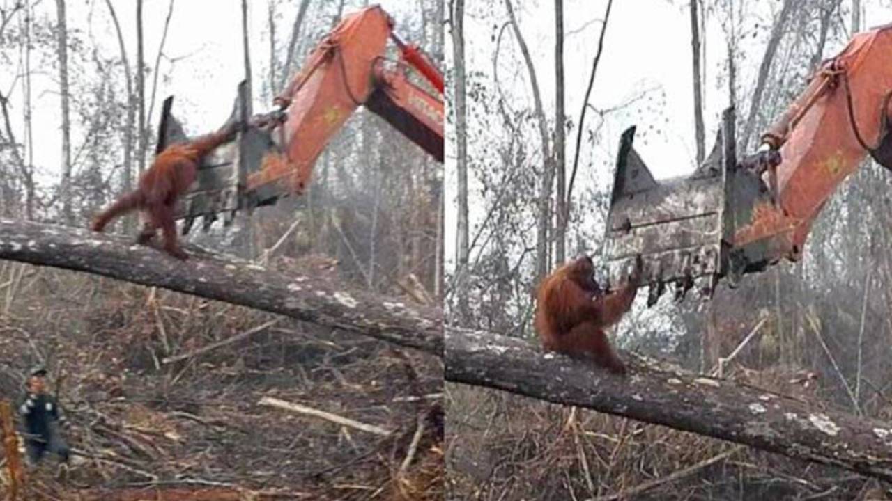 VIDEO: Orangután trata de detener excavadora que destruye su hábitat 1 Orangután trata de detener a excavadora que destruye su hábitat