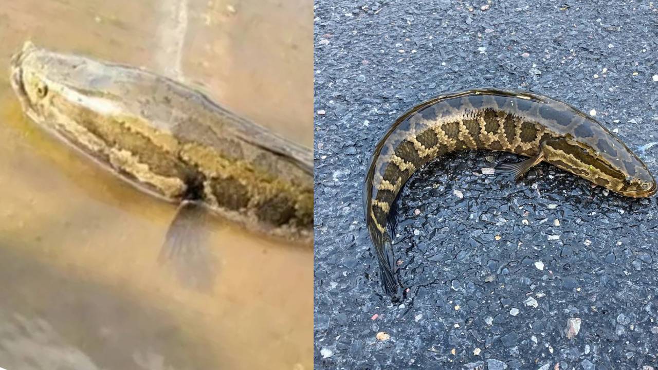 Extraño pez con cabeza de serpiente que respira aire y se desliza en la tierra es capturado por un pescador