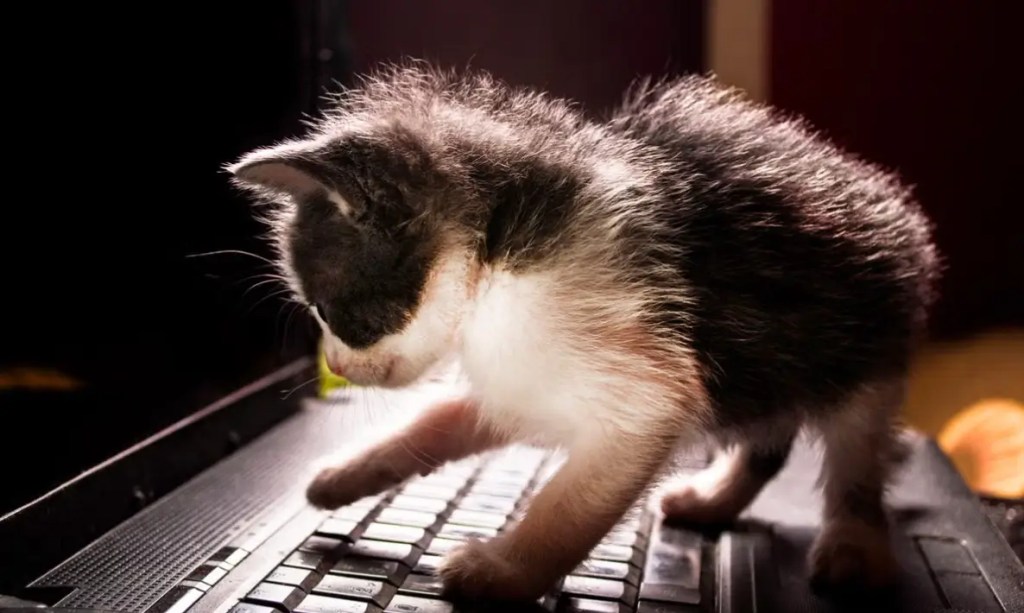 ¿Por qué mi gato se acuesta en mi laptop? La curiosa razón detrás de este comportamiento 2 tu gato se acuesta en tu laptop