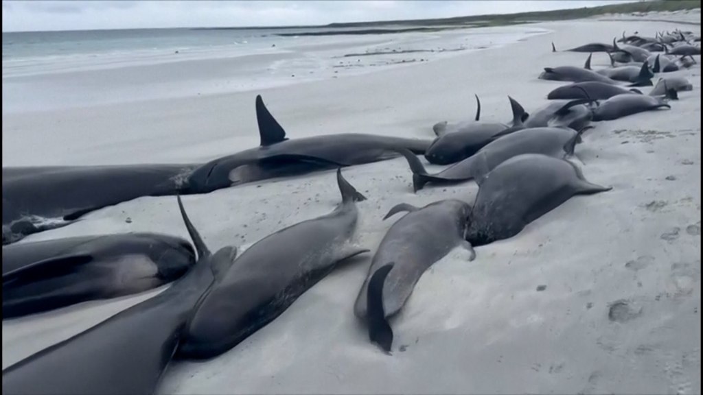 Una manada entera de ballenas murió en una playa al intentar de ayudar a una que quedó varada