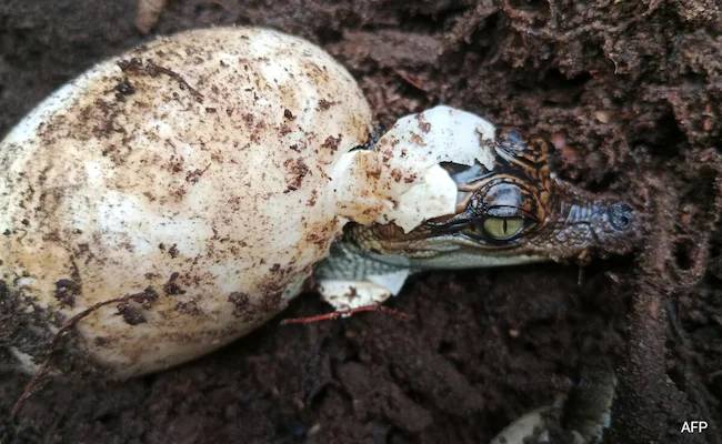 Descubren 106 huevos de un extraño cocodrilo en Camboya: el mayor descubrimiento en décadas
