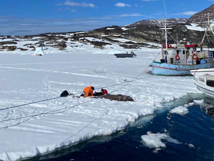 Científicos han descubierto finalmente como los tiburones de Groenlandia viven 500 años 1 Científicos han descubierto finalmente como los tiburones de Groenlandia viven 500 años