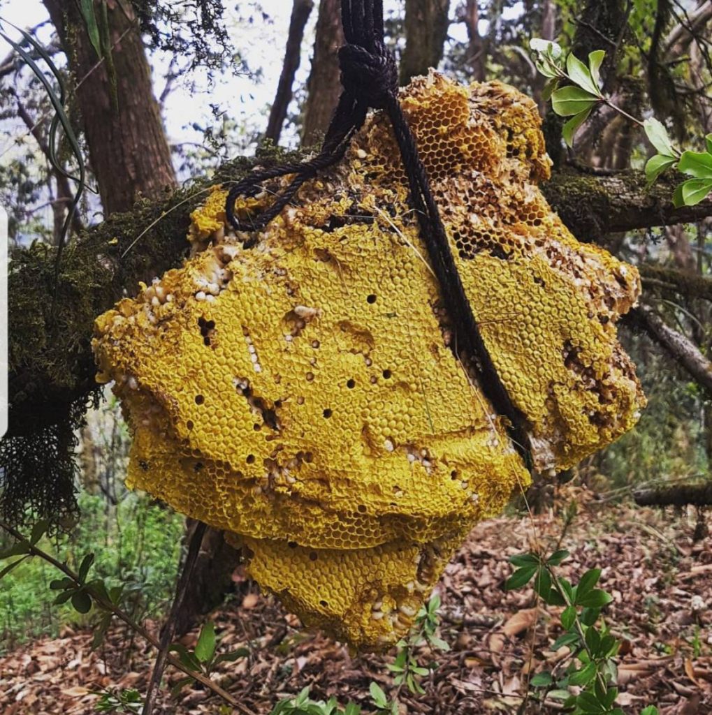 La Miel Loca: El alucinógeno natural que hacen las abejas 1 La Miel Loca: El alucinógeno natural que hacen las abejas