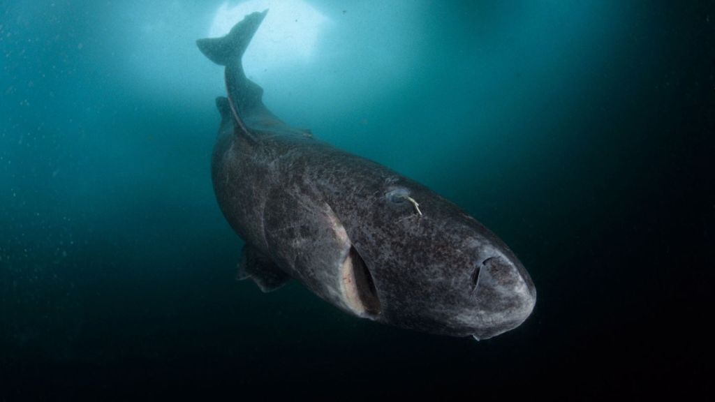 Científicos han descubierto finalmente como los tiburones de Groenlandia viven 500 años 2 Científicos han descubierto finalmente como los tiburones de Groenlandia viven 500 años