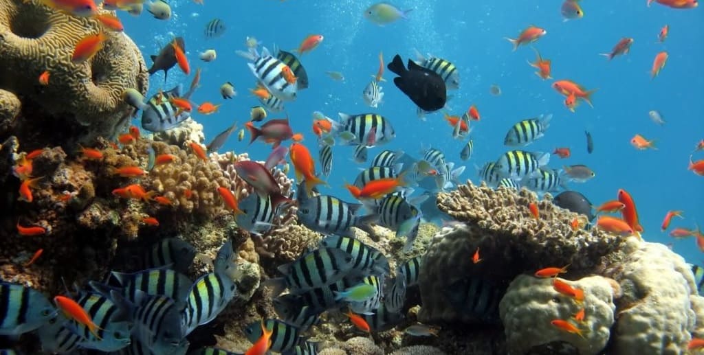 Estudio sugiere que el agua habitable de la Tierra se agota rápidamente y es muy peligroso 2 Estudio sugiere que el agua habitable de la Tierra se agota rápidamente y es muy peligroso