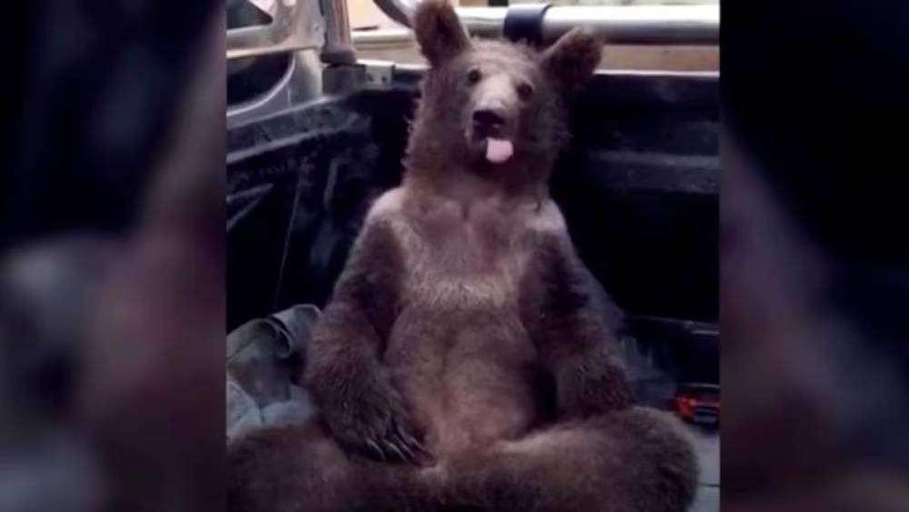 La Miel Loca: El alucinógeno natural que hacen las abejas 2 La Miel Loca: El alucinógeno natural que hacen las abejas