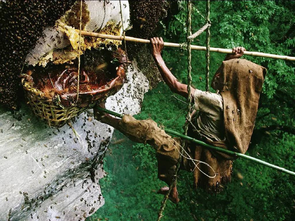 La Miel Loca: El alucinógeno natural que hacen las abejas 3 La Miel Loca: El alucinógeno natural que hacen las abejas