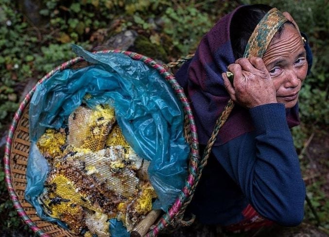 La Miel Loca: El alucinógeno natural que hacen las abejas 4 La Miel Loca: El alucinógeno natural que hacen las abejas