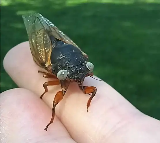 ¿Por qué los animales azules son tan raros? 8 Cigarras de ojos azules