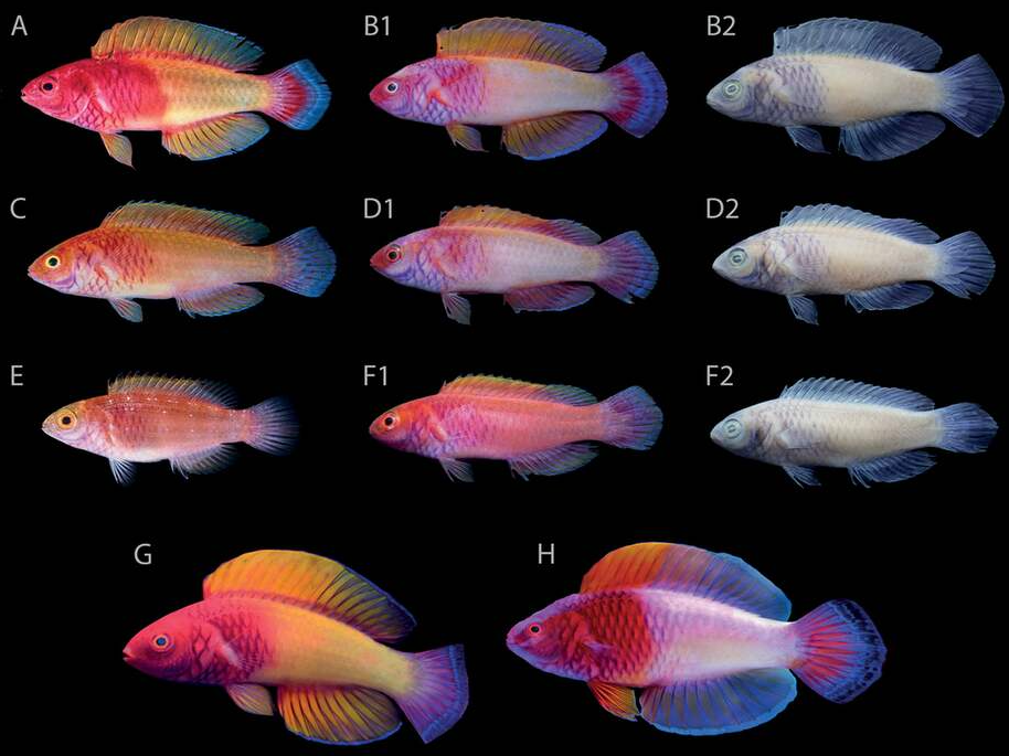 Labro Hada de Velo Rosa - Labro Hada de Velo Rosa