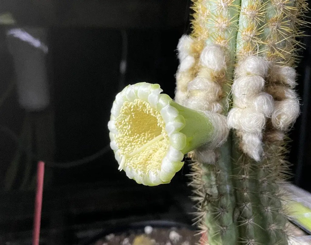 El Cactus de Florida es la primer especie en extinguirse por el aumento del nivel del mar