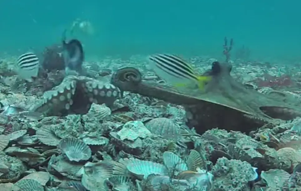 Las pulpos hembra lanzan conchas marinas a los machos que las molestan