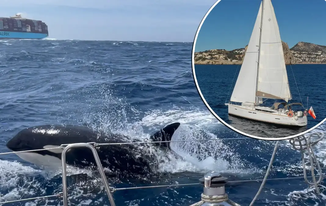 Por qué las orcas atacan a los botes