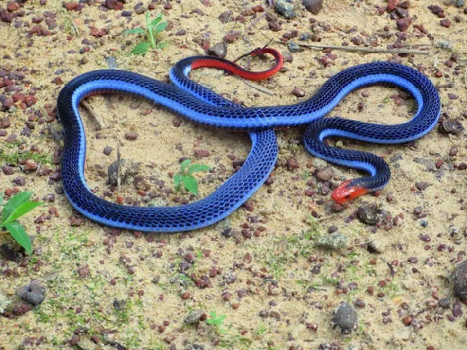 ¿Por qué los animales azules son tan raros? 6 Serpiente coral azul