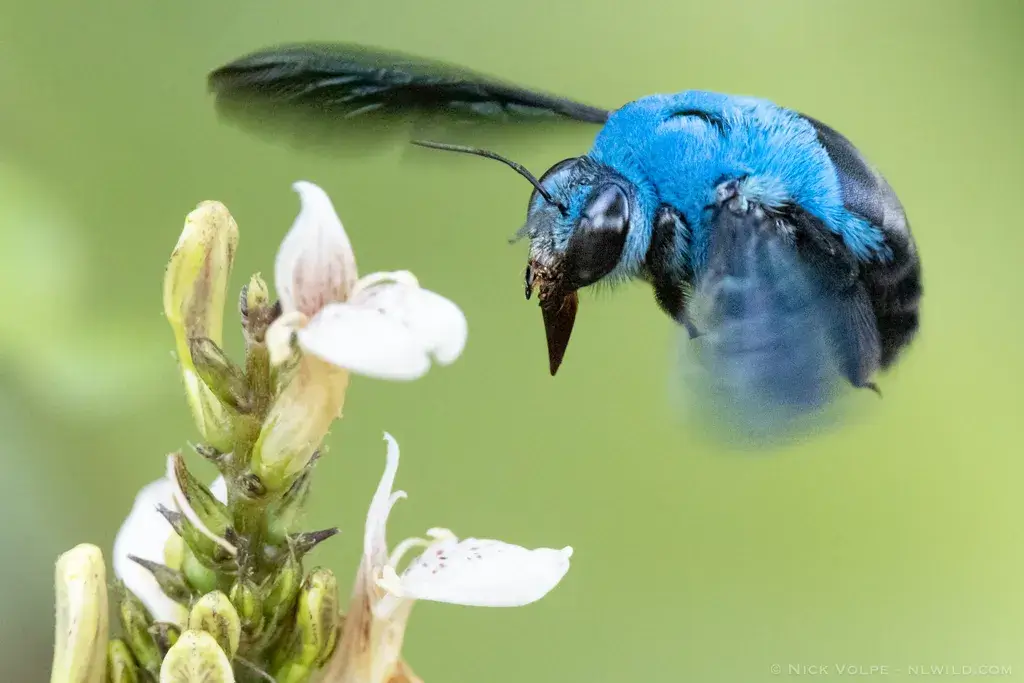¿Por qué los animales azules son tan raros? 7 abejas carpinteras azules