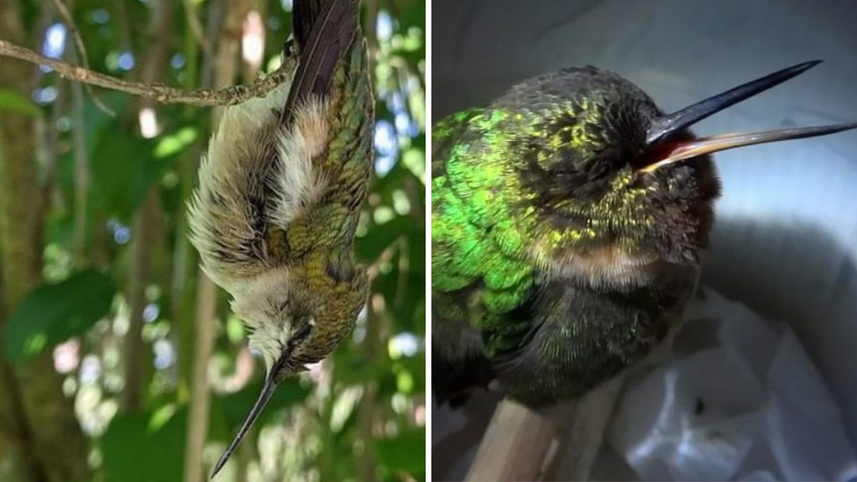 colibríes durmiendo