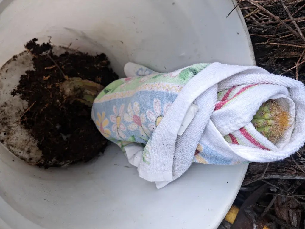 extinción del cactus de árbol de Key Largo