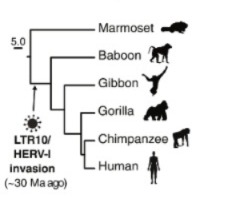 El papel de los virus antiguos de nuestro ADN en el desarrollo del cáncer 1 -