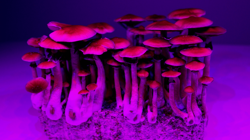 Reinicio cerebral: El impacto de la psilocibina en las redes neuronales 2 -