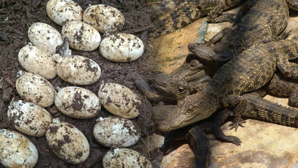 Descubren 106 huevos de un extraño cocodrilo en Camboya: el mayor descubrimiento en décadas