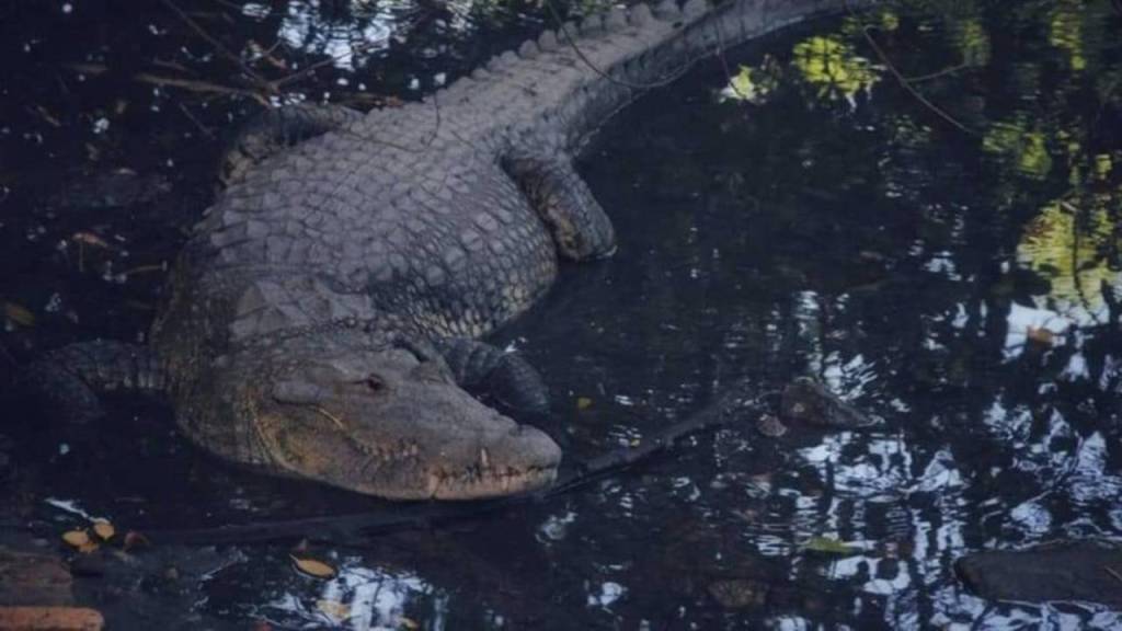 Al menos 200 Cocodrilos se dirigieron a las ciudades en México por las inundaciones
