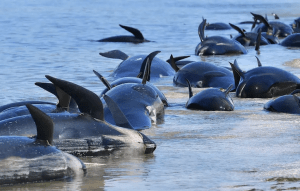 Una manada entera de ballenas murió en una playa al intentar de ayudar a una que quedó varada